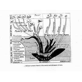 Page from book showing Family of Man and Family of Apes (Osborn's present theory of the ascent and phylogeny of man)