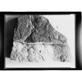 Fossil from Ediacara