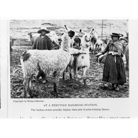 At a Peruvian Railroad Station - the Indian owners proudly display their pair of prize-winning Llamas