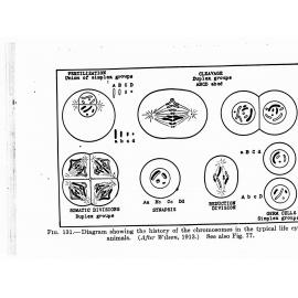 Diagram showing the history of the chromosomes in the typical life cycle of animals (After Wilson, 1913)