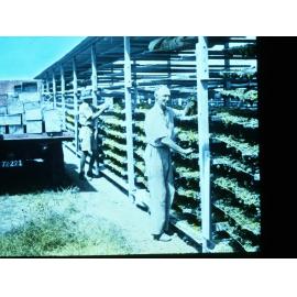 Men Putting Grapes on Racks to Dry River Murray Scheme