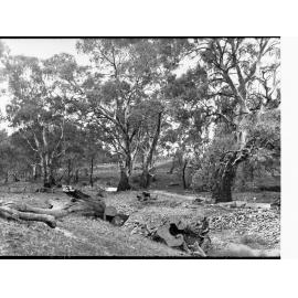 Willochra Creek at Melrose