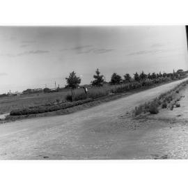 Men at roadside plantation at Colonel Light Gardens