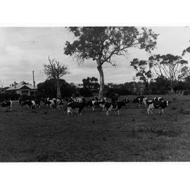 Dairy Cows in Paddock