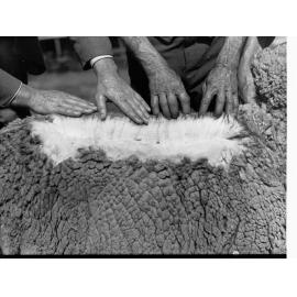 Agricultural Department Turretfield Showing Men Examining Sheep