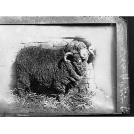 Ram on exhibit,  Bred by J H Angas, Hill River
