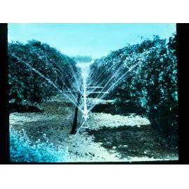Sprinkler System in an Orchard River Murray