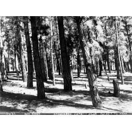 Pine Forest at Cave Range Naracoorte