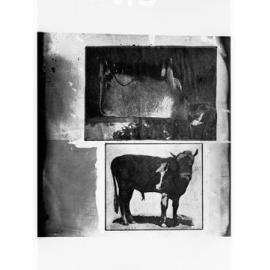 Two separate photographs of a bull and a cow