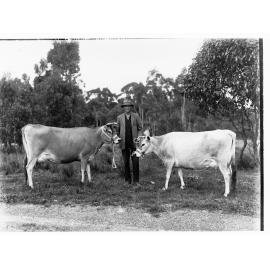 Mr. H Boehm with two jersey cows at his Balhannah farm