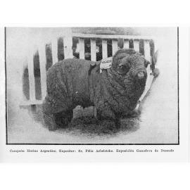 Champion Merino Ram in Argentina
