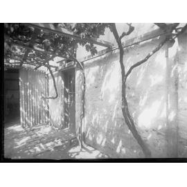 Vine on a house at Brighton