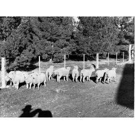 Sheep at Roseworthy College