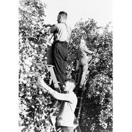 Orange Pickers 