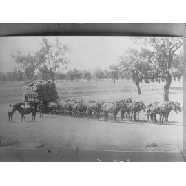 Mules carting wool through bush (several harnessed to a cart)