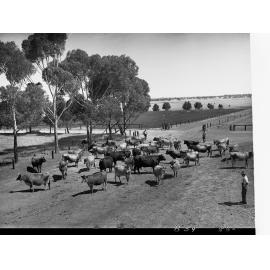 Herd of Cows