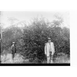 Cob Nut Tree, Mylor - two men standing near tree
