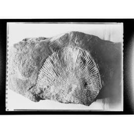 Fossil from Ediacara