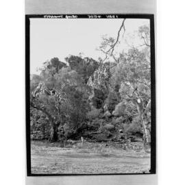 Warrens Gorge