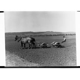 Harvesters at Work on Mount Templeton Estate