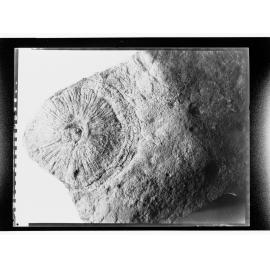 Fossil from Ediacara