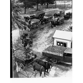 Motor truck and horse wagons delivering grapes to winery.  Probably Barossa Valley.
