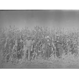 Neeta irrigation crop,  fields of maize  