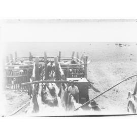 Cattle dip at Anthony's Lagoon - Northern Territory