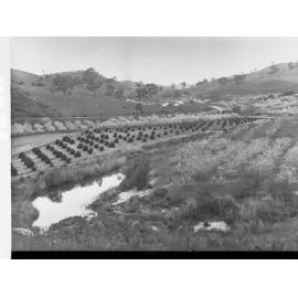Gorge Road at Cudlee Creek Showing Fruit Trees in Bloom