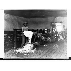 Shearing by Hand at Hill River