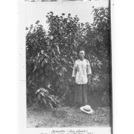 Chinese gardener standing beside crop of Sunn Hemp - Northern Territory