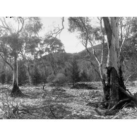 Halowie Creek Flinders Ranges