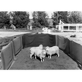 Sheep in a pen at Roseworthy