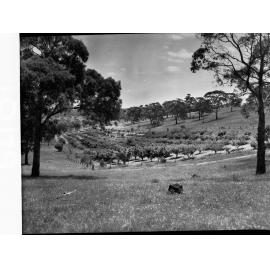 Orchard at Minda Home's Craigburn Farm, 1945