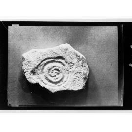 Fossil from Ediacara