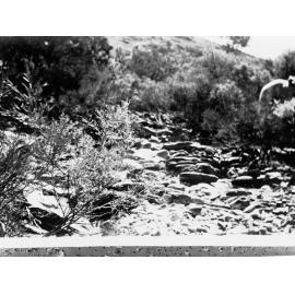 Worturpa Murder Case bush scene