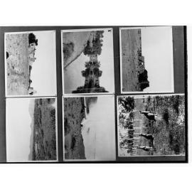Six unrelated photographs including hut ruins, kangaroos and rural scenes