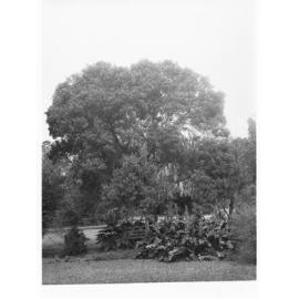 Ficus Infectoria Specimen, Botanic Gardens