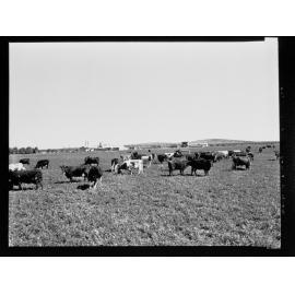 Whyalla - cows in paddock