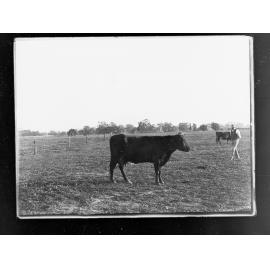 Cow in paddock