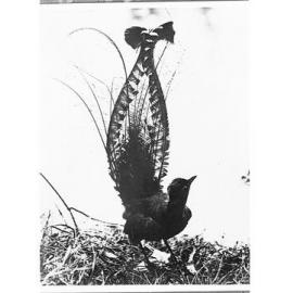 Lyre bird