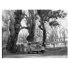 Bank of River Murray