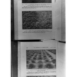 Photographs of clover and rye grass