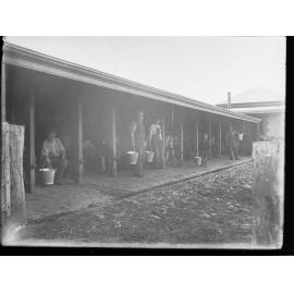 Cows being milked