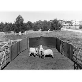 Sheep in a pen at Roseworthy