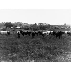 Dairy Cows at Mount Barker Springs