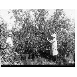 Apple Picking at Gumeracha