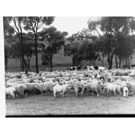 Sheep and dairy cows at Minda Home's Craigburn Farm, 1937