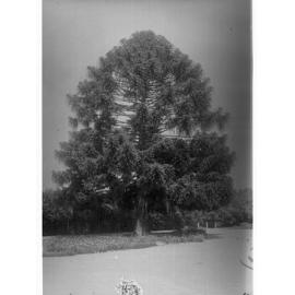 Bunya Aracaria Bidwilli, Botanic Gardens