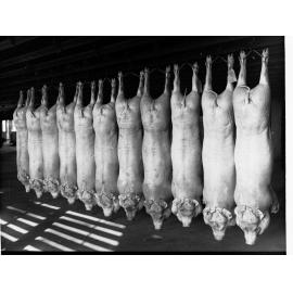 Roseworthy College Export Pigs Produce Department